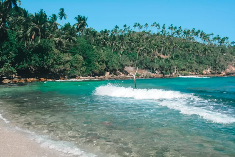 A palm-lined cove and turquoise water at Secret Beach in Mirissa