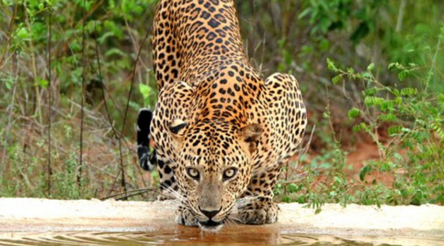 Discover the Wonders of Nationalpark Sri Lanka Yala