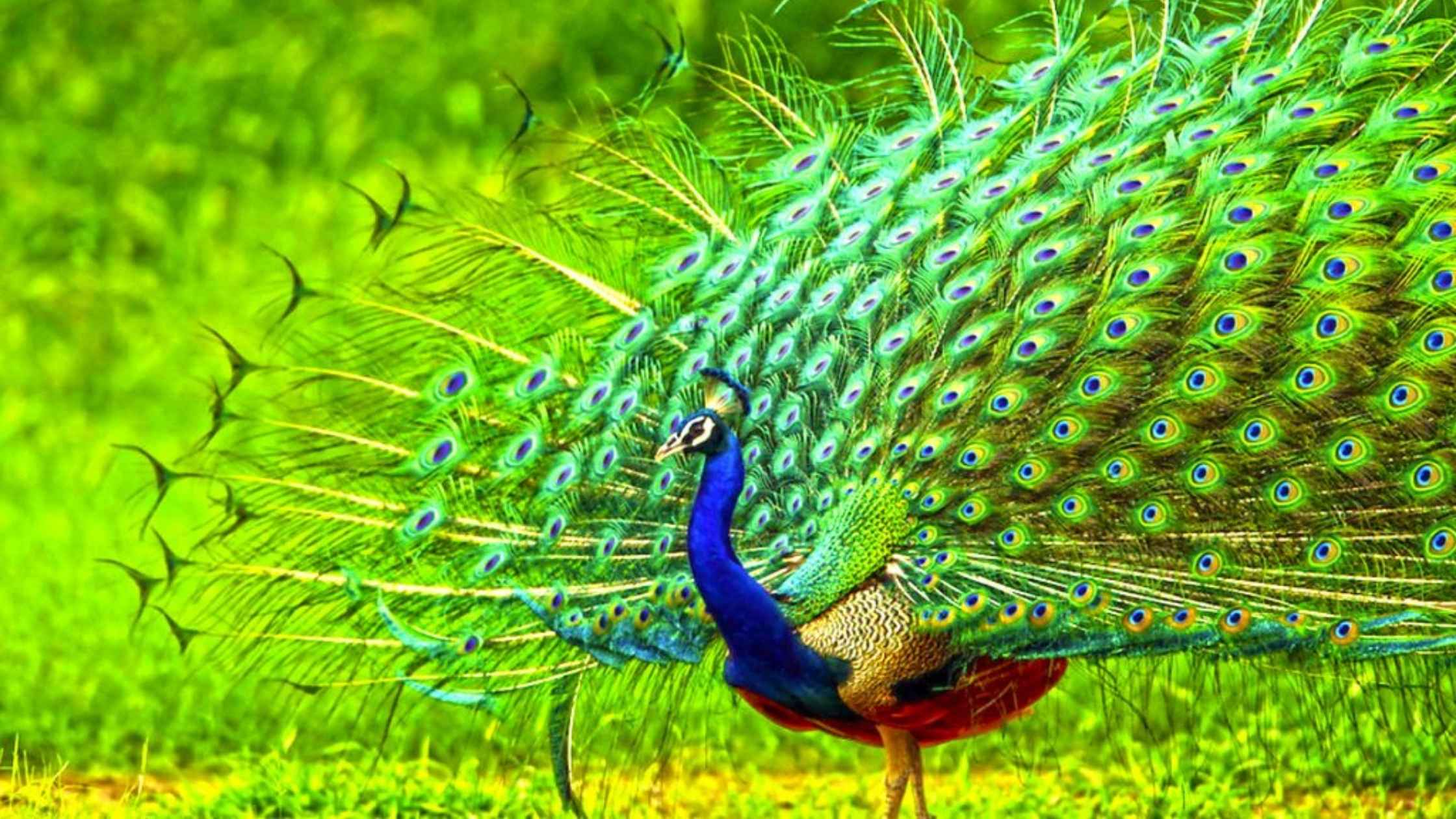 Yala vs Udawalawe National Park: Best Safari Experience in Sri Lanka