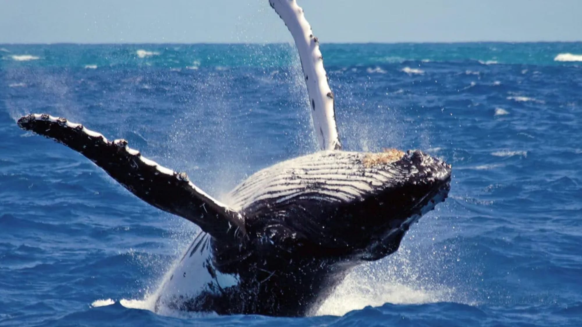 Blue Whale Watching in Mirissa: 2025 Complete Guide