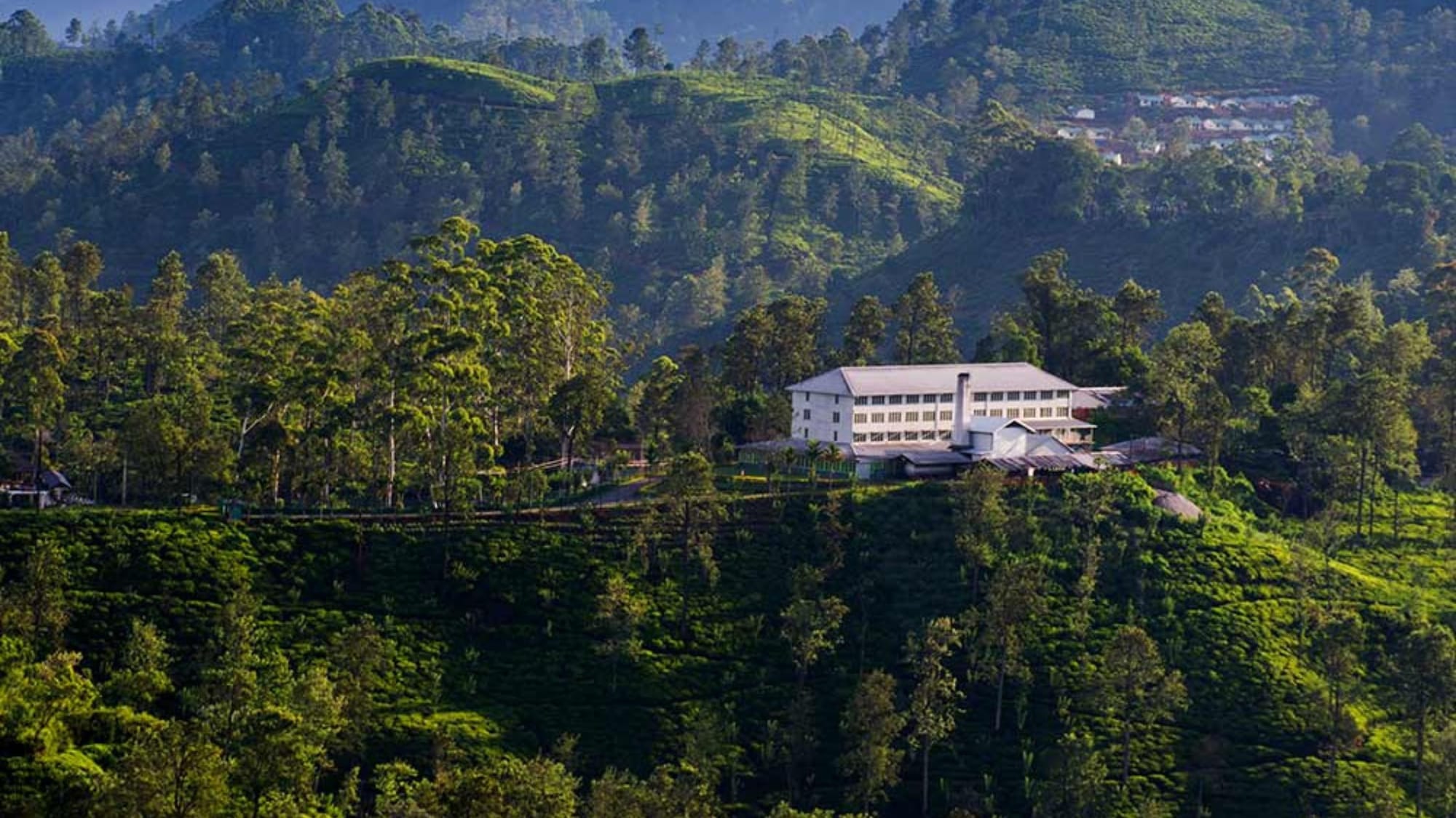 Tea Country Guide: Exploring Sri Lanka’s Tea Plantations