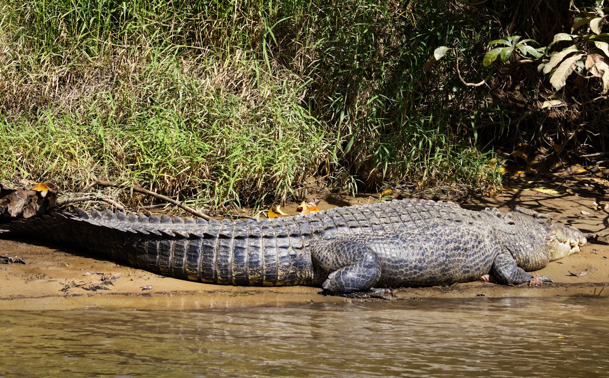 Does Bentota River Have Crocodiles