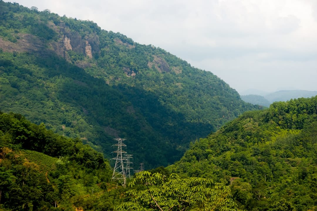 a large green mountain with trees