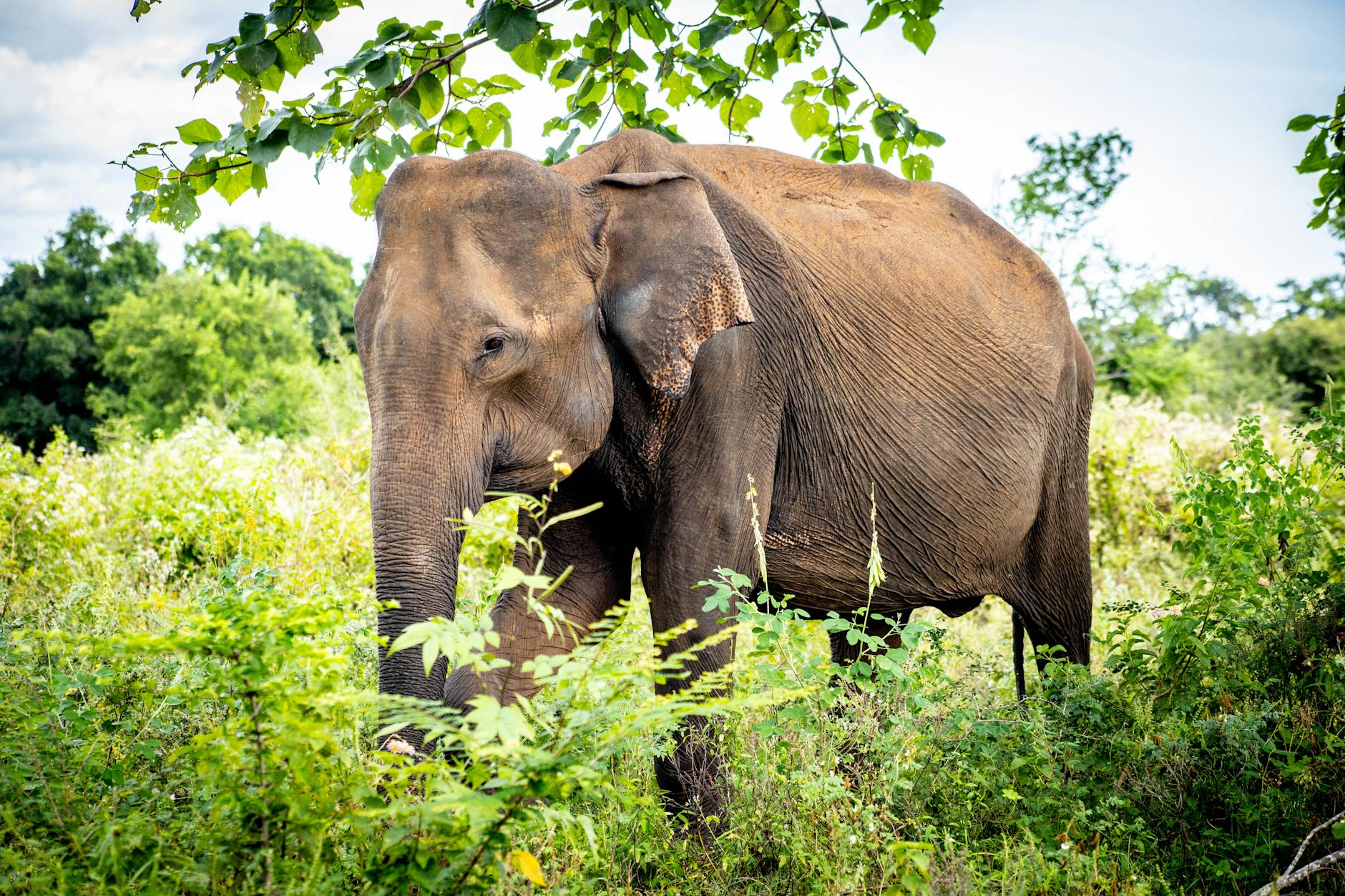 Discovering The Minneriya Gathering Of Elephants