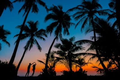 palm trees on beach during sunset