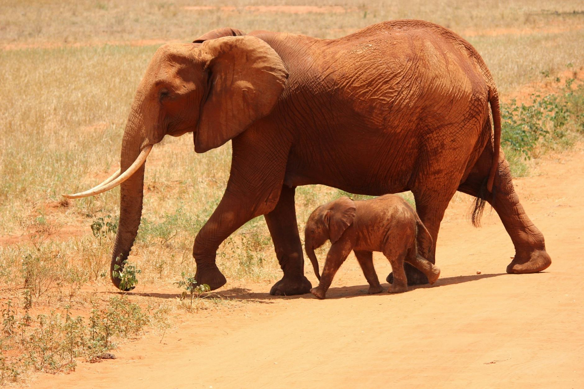 Pinnawala Elephant Orphanage Where Giants Find Sanctuary