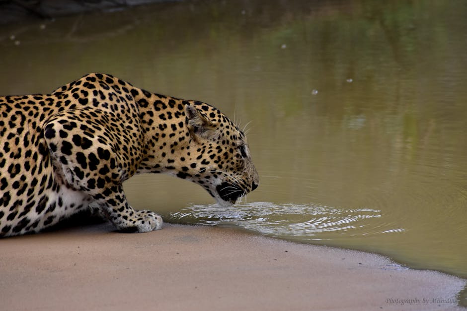 A majestic Sri Lankan Leopard drinking water at a pond in its natural habitat.