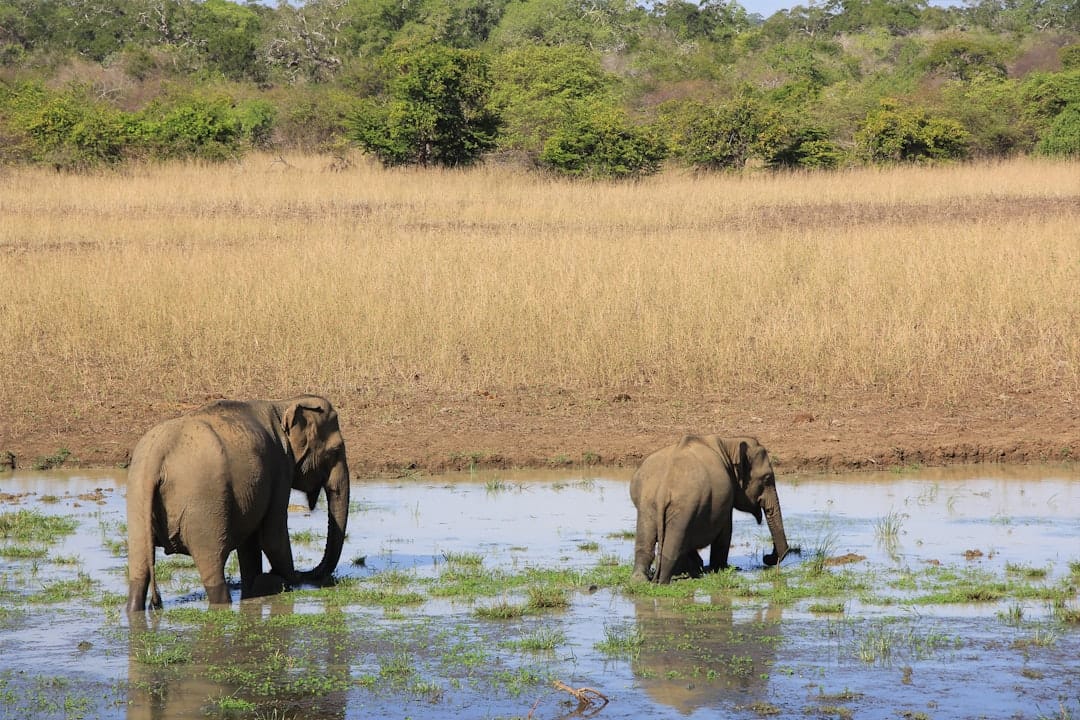 Elephants bathing at a waterhole in Yala.