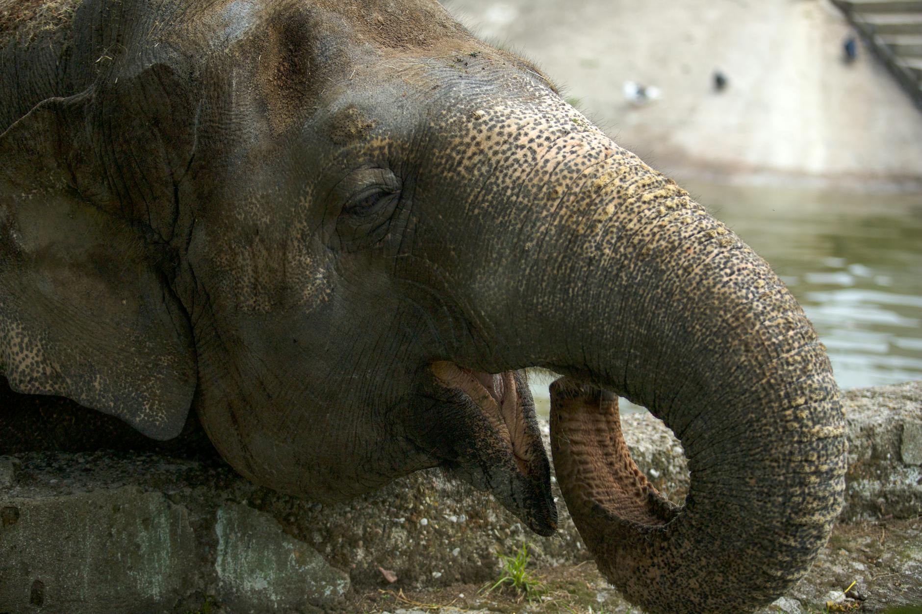 The Ultimate Guide to What is the Best Time to Visit Pinnawala