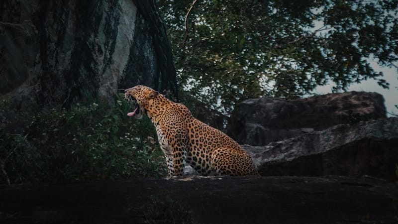 Sri Lanka safari leopard wildlife